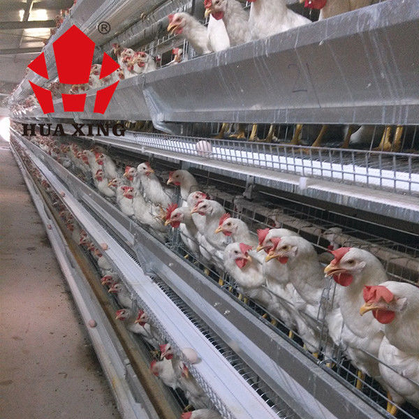 192 Birds Fully Automatic Baby Chick Battery Poultry Cage For Raise Chicken